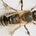 abeille abeille