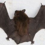 chauve-souris élimination Chauve souris avec exterminateur quebec