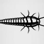 lepisme-argente lepisme-argente