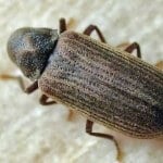 lycte-nuisible-abat-extermination Lycte brune, nuisible du bois | abat-extermination
