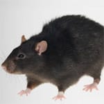 rat rat