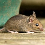 http://www.abatextermination.ca/wp-content/uploads/2010/12/souris-150x150.jpg