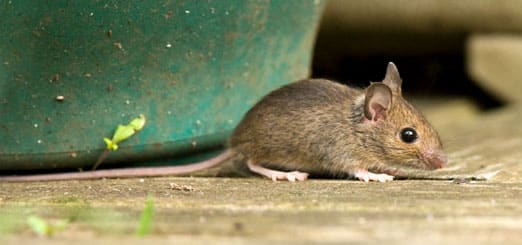 Exterminateur de souris au Québec pour lutter contre ses dommages