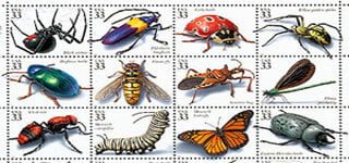 insecte