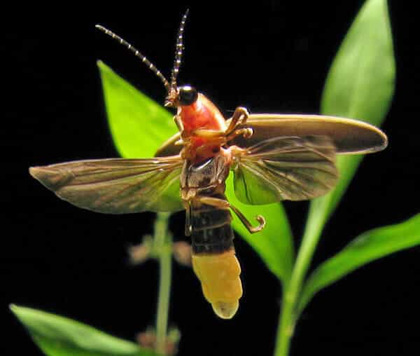 Exterminateur spécialisé en fourmis charpentières et punaisess de lit