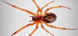 Araignée vu de haut.