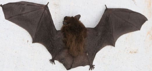 élimination Chauve souris avec exterminateur quebec