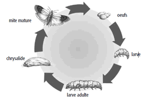 cycle de développement de la mites