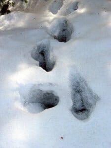 Des collemboles dans la neige