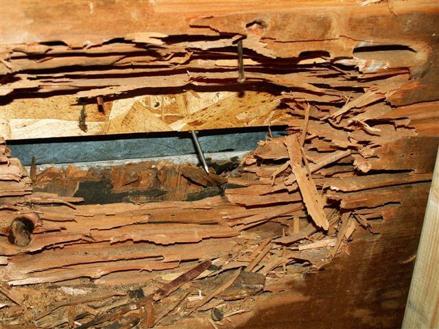 Dommage des fourmis Charpentières dans la structure des maisons