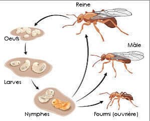 Description Fourmis Charpentieres Destruction Du Nid Fourmiliere Lutte Integree Anti Fourmis Efficace Description Fourmis Charpentieres Destruction Du Nid Fourmiliere Lutte Integree Anti Fourmis Efficace