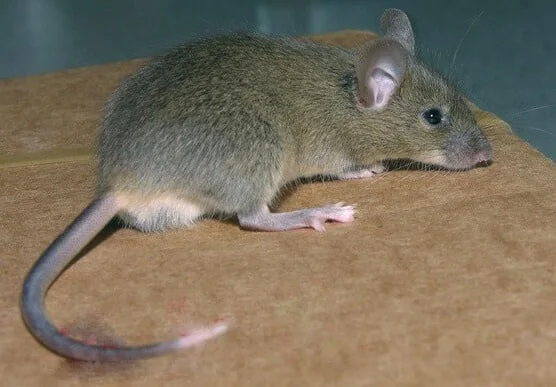 souris du quebec
