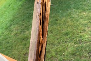 Nid de fourmis dans morceau de bois