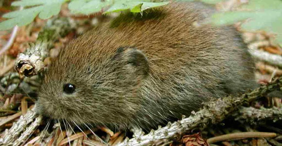 Lutter contre les rongeurs (rats, souris, mulots, campagnols) dans votre  habitat : quelles solutions ?