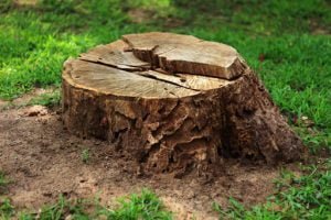 Souche d'arbre sur un terrain. Problème de fourmis