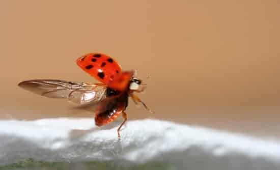 Exterminateur de coccinelle asiatique : service d'extermination