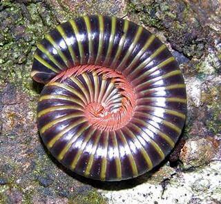 Rhinocricid Millipede