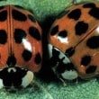 coccinelles