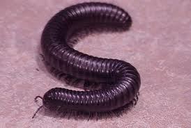 Millipede commun