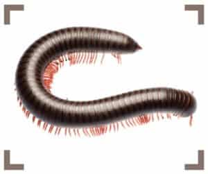 millipede-commun