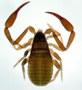 speudoscorpion, Chelifer des maisons