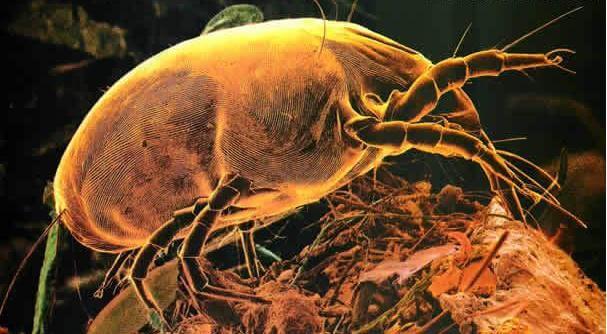 Les acariens (dust mite) sont partout