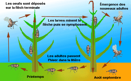 cycle de vie du charançon du pin blanc