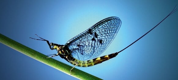 éphémère larve aquatique, insecte terrestre