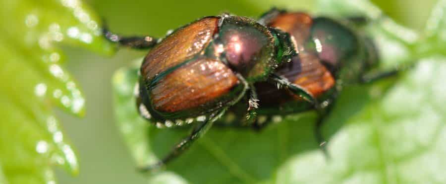 scarabée japonais