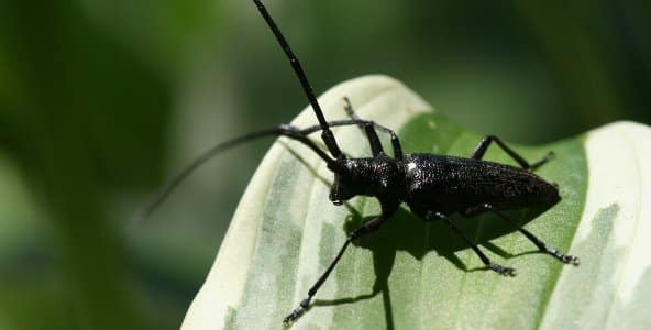 longicorne noir du quebec