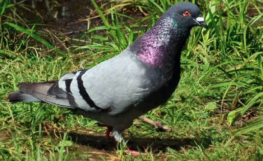 Pigeon bisset