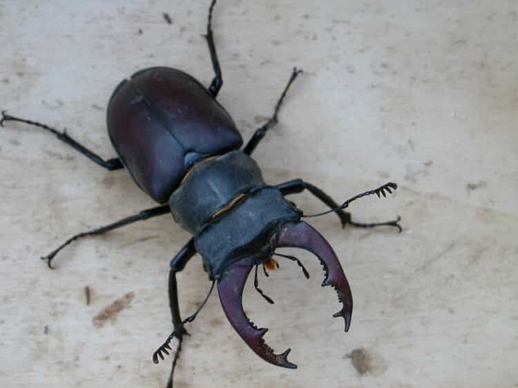 scarabee chenu
