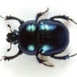 scarabée ravageur 