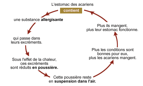 cycle de l'allergie