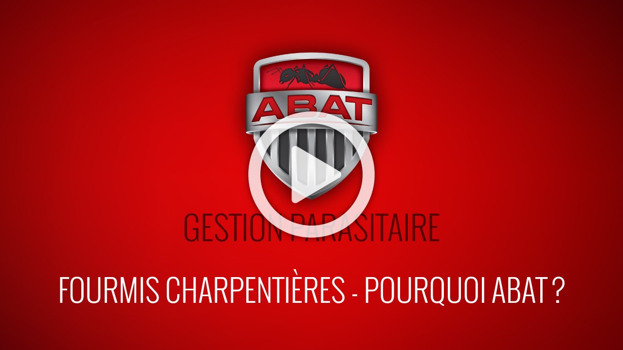 fourmi charpentiere