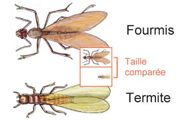 comparaison fourmis termite