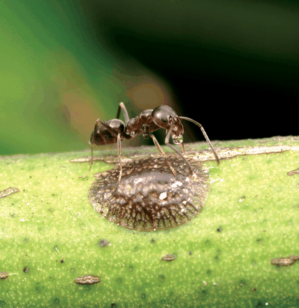 fourmis argentine moyenne