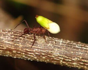 fourmis Manioc