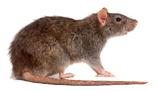 rat d'égout