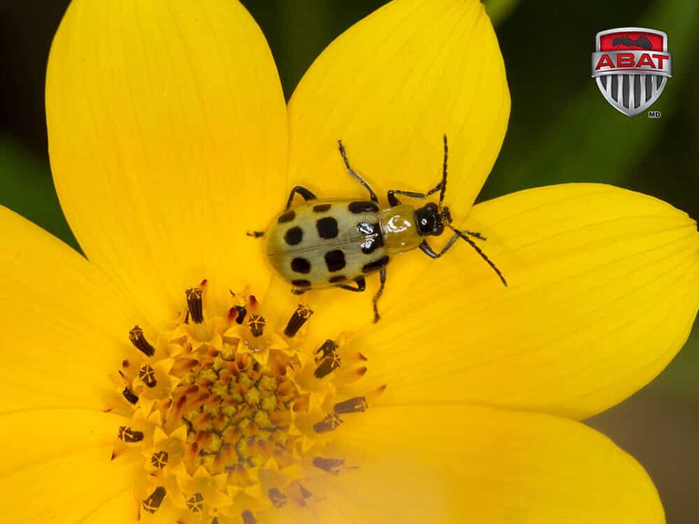 Chrysomele-concombre sur fleur jaune