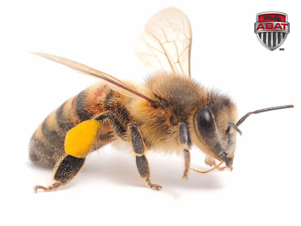 abeille domestique avec polen