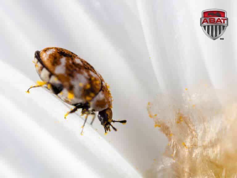 Une anthrene des tapis avec du pollen.