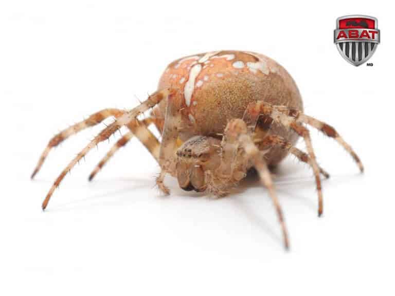 araignée avec un gros abdomen.