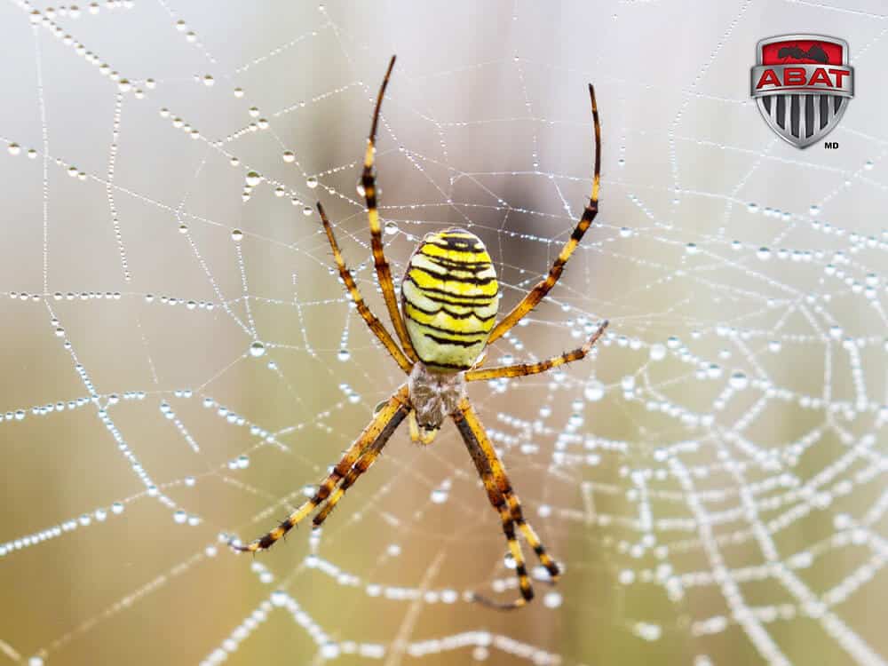 L Argiope Une Grosse Araignée Colorée Et Inoffensive