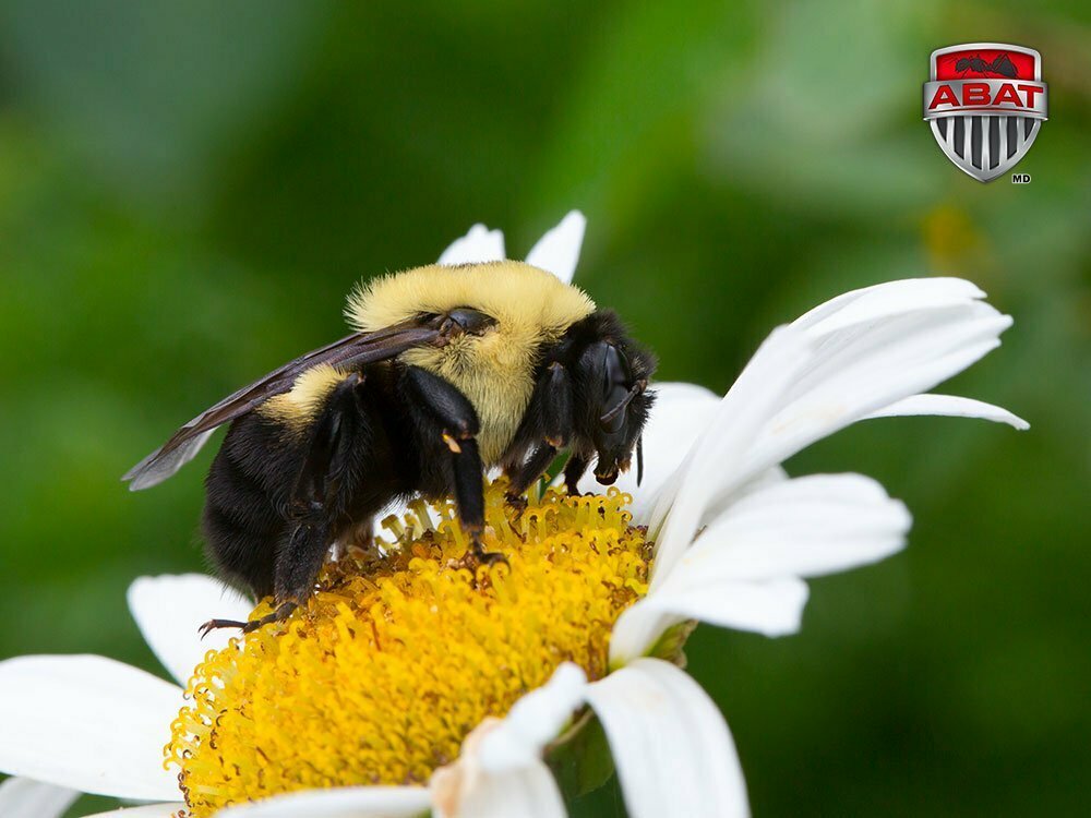 Le faux bourdon : une abeille qui ne pique pas, qui ne butine pas ; mais  alors à quoi sert cet insecte ?