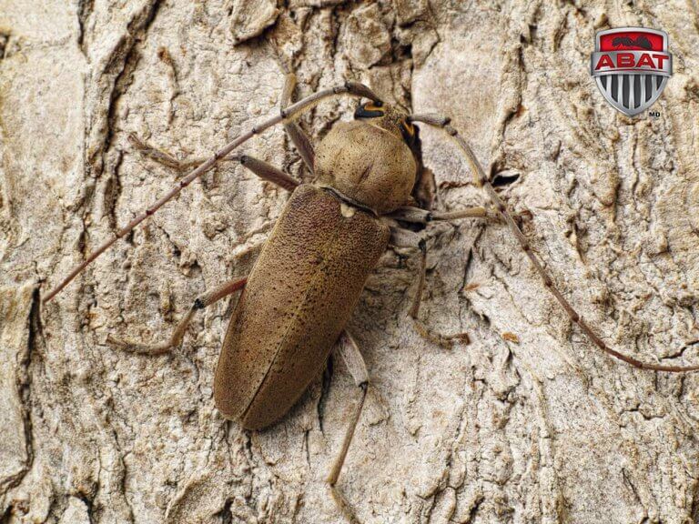 Capricorne des bois feuillus sur un tronc