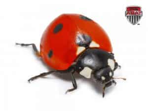 Coccinelle asiatique Québec