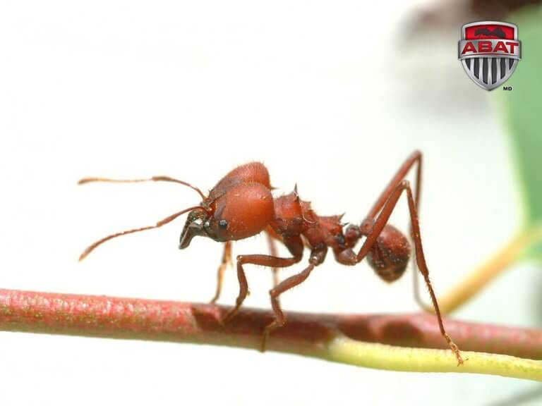 Fourmis manioc sur branche