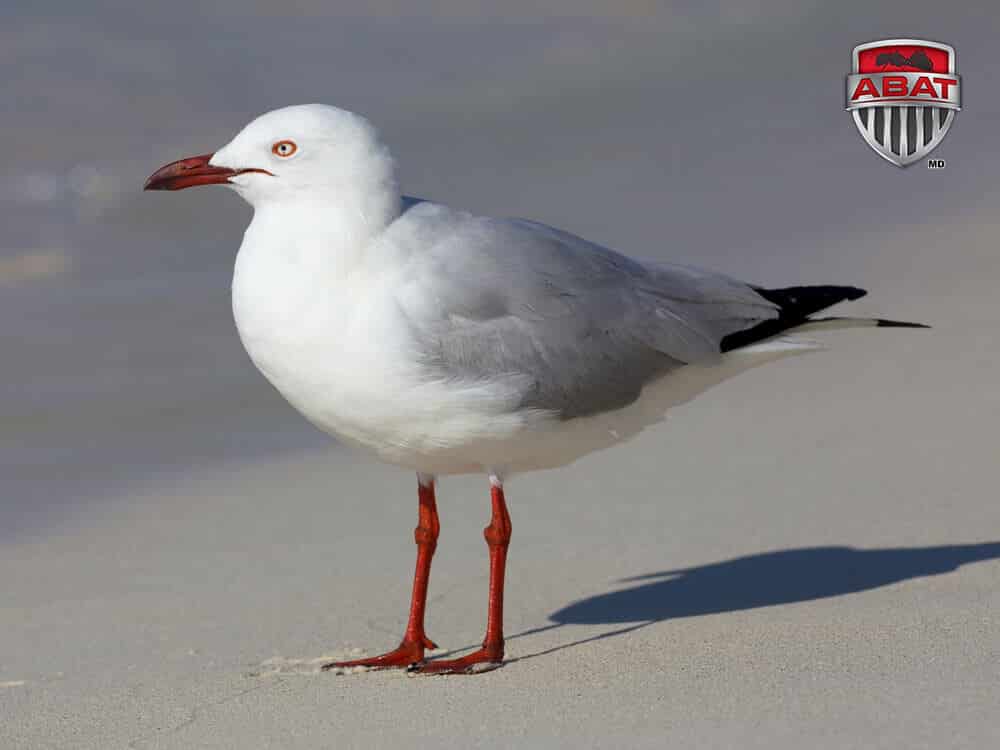 Goeland argenté sur la plage