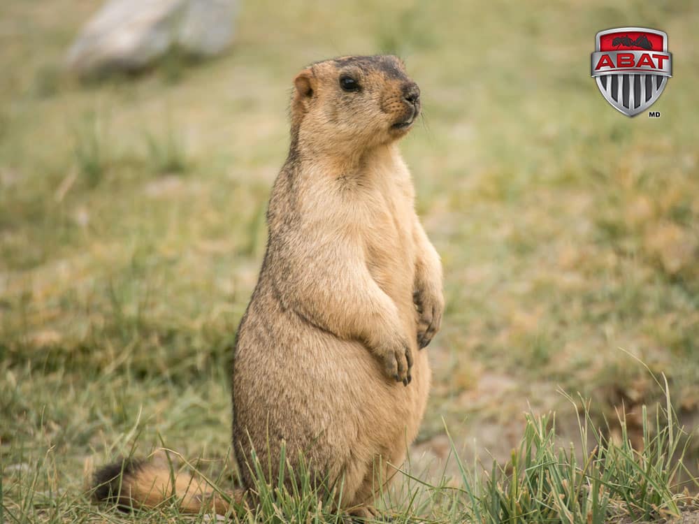 Une marmotte en mode veille.